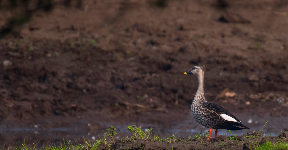 découvrez la cane indian runner, une race fascinante connue pour sa posture droite et sa vivacité. apprenez tout sur ses caractéristiques, son comportement et les soins à lui apporter pour en faire un compagnon idéal dans votre jardin.