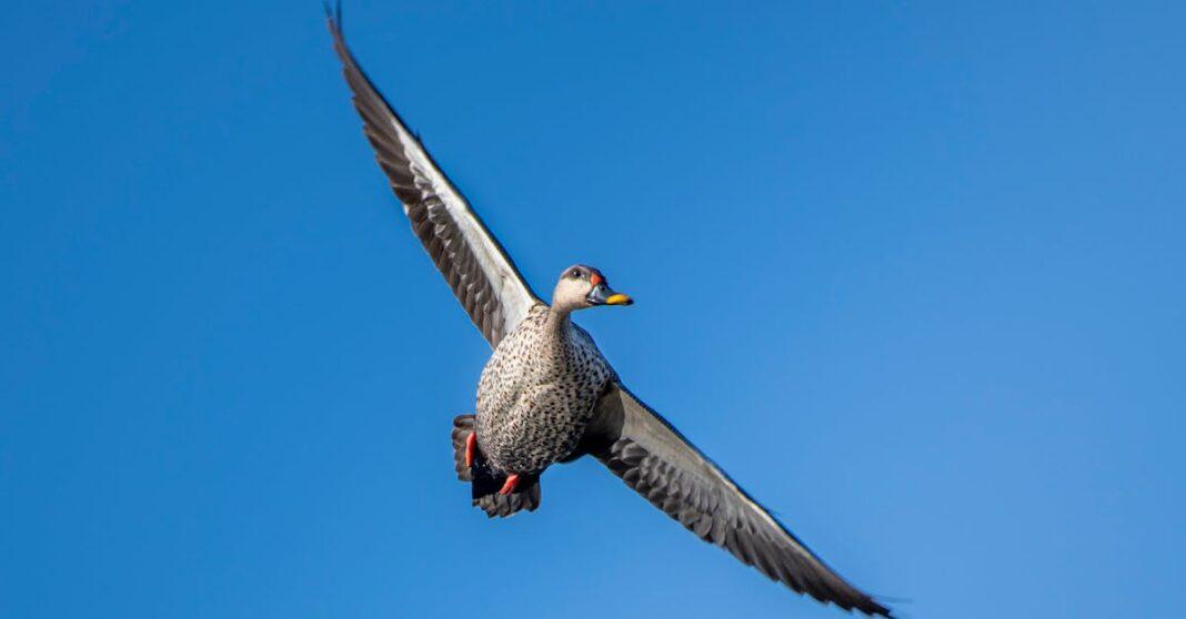 découvrez le canard coureur indien, une race fascinante aux couleurs vives et au tempérament amical. apprenez tout sur ses caractéristiques, son élevage et son rôle dans la culture avicole. parfait pour les amateurs d'oiseaux et les passionnés de jardinage !