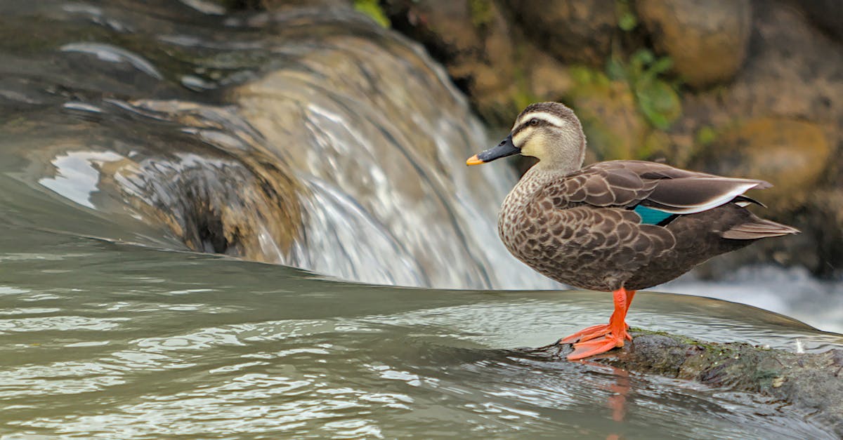 découvrez le canard indien runner, une race unique connue pour sa démarche élégante et sa personnalité sympathique. apprenez tout sur ses caractéristiques, son soin et son élevage dans cet article passionnant.