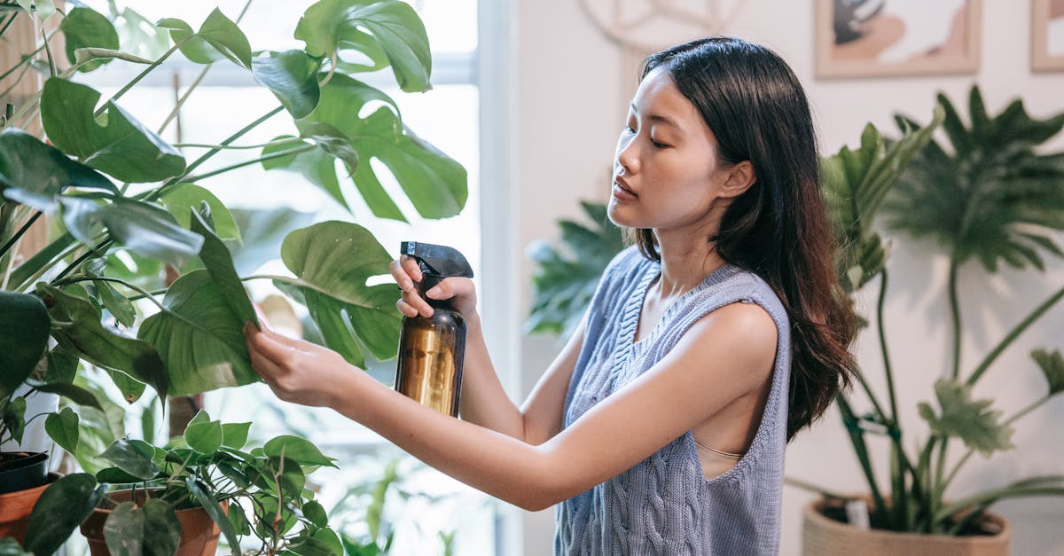 découvrez nos conseils pratiques pour prendre soin de vos plantes d'intérieur. apprenez à les arroser, les nourrir et à leur offrir un environnement propice à leur croissance, afin de les garder en pleine santé et embellir votre espace de vie.