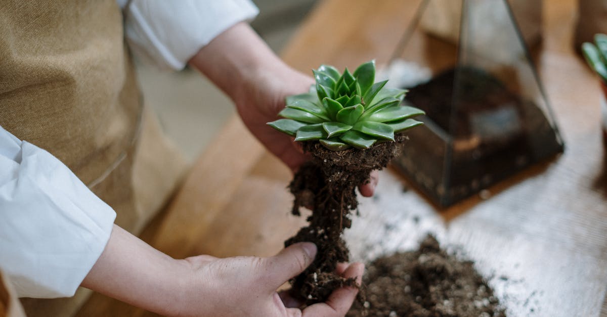 découvrez l'art du jardinage en intérieur avec nos conseils et astuces pour réussir vos plantations. transformez votre espace en un véritable havre de verdure, même sans accès à un jardin extérieur.