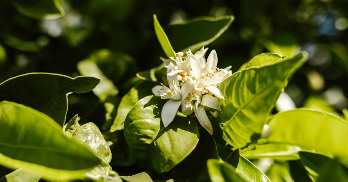 découvrez tout sur le jasmin, cette plante parfumée aux fleurs délicates qui embellit jardins et intérieurs. apprenez ses propriétés, ses variétés et comment l'entretenir pour profiter de son délicieux arôme tout au long de l'année.