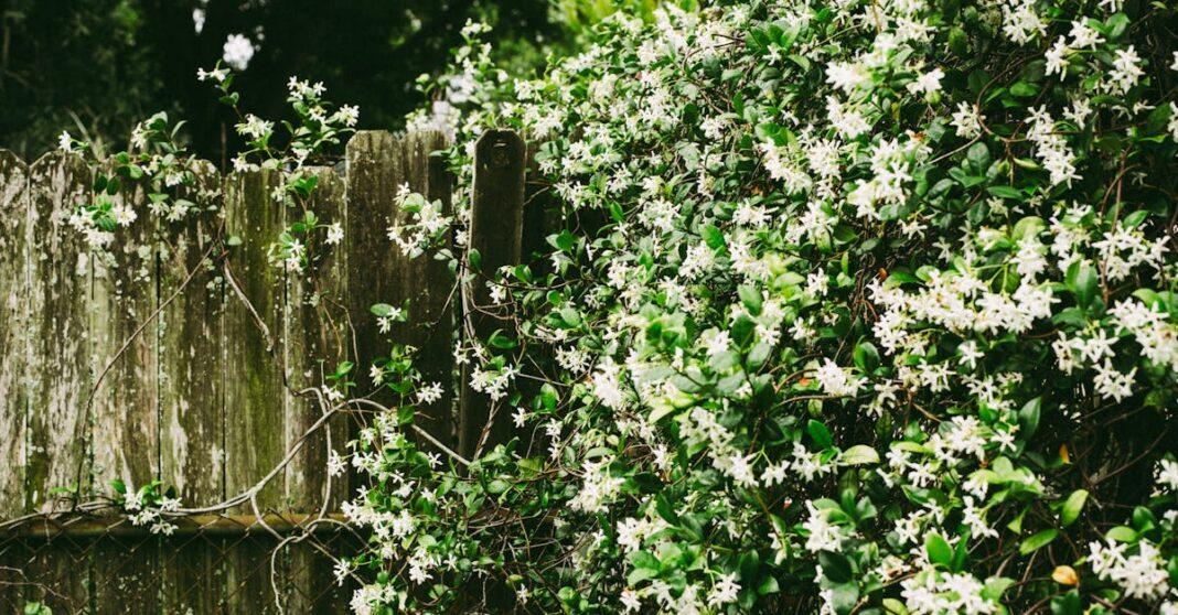 découvrez tout sur le jasmin : ses variétés parfumées, ses bienfaits pour la santé, et son utilisation en jardinage. plongez dans l'univers enchanteur de cette plante emblématique qui évoque douceur et élégance.