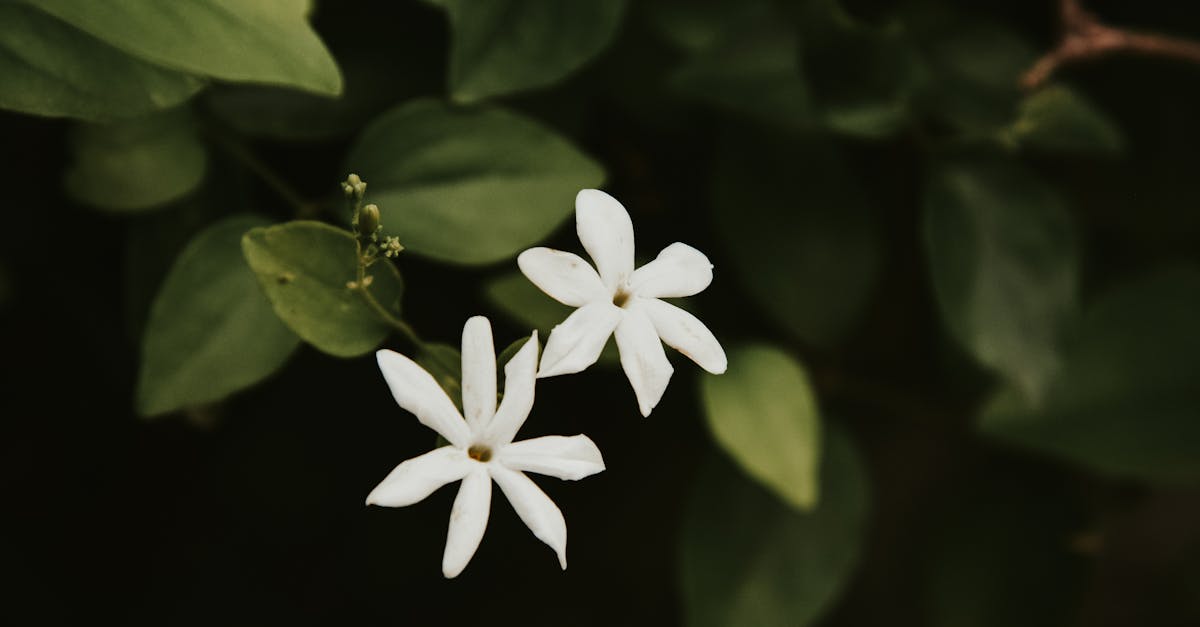 découvrez tout sur le jasmin, une plante aux fleurs parfumées prisées pour leur beauté et leur fragrance envoûtante. explorez les variétés, les bienfaits et les conseils d'entretien de cette plante délicate.