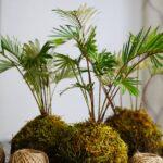 Kokedama De Noël : 6 Étapes Pour Un Centre De Table Unique découvrez l'art du kokedama, une technique japonaise unique qui transforme vos plantes en œuvres d'art vivantes. apprenez à créer et entretenir ces compositions végétales suspendues pour apporter une touche de nature élégante dans votre intérieur.