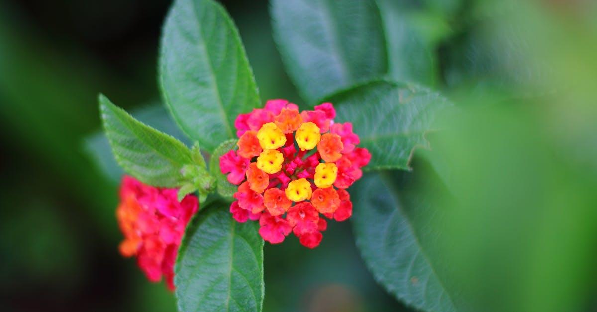 découvrez le lantana, une plante vivace aux fleurs colorées et parfumées, idéale pour embellir vos jardins et terrasses. apprenez tout sur ses variétés, ses soins et ses bienfaits en tant que plante ornementale.