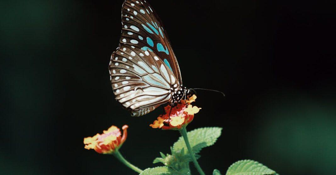 découvrez le lantana, une plante vivace aux couleurs éclatantes, idéale pour embellir vos jardins et balcons. apprenez-en plus sur ses variétés, ses avantages écologiques et comment en prendre soin pour profiter de ses floraisons tout au long de l'été.