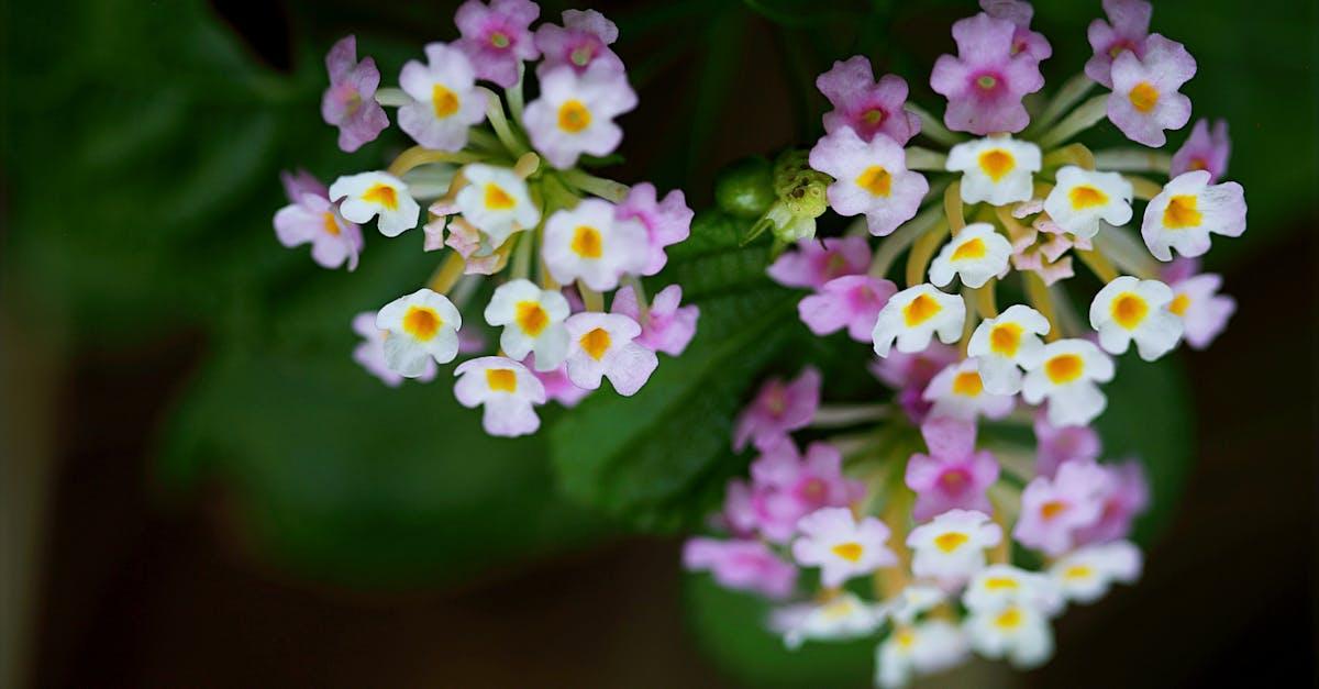 découvrez le lantana, une plante vivace aux fleurs colorées et au parfum envoûtant, idéale pour embellir votre jardin ou votre balcon. apprenez tout sur ses variétés, son entretien et ses bienfaits dans notre guide complet.