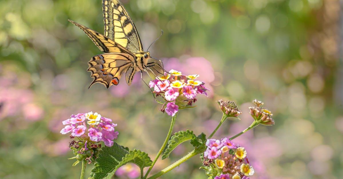 découvrez le lantana, une plante vivace aux couleurs éclatantes et au parfum envoûtant. idéale pour embellir vos jardins, cette fleur attire les pollinisateurs et offre une floraison généreuse tout au long de l'été.