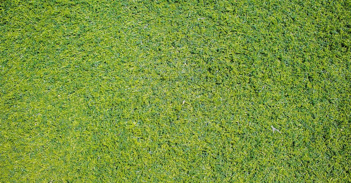 découvrez nos conseils et services experts en entretien de pelouse pour obtenir un jardin verdoyant et en pleine santé. apprenez à entretenir votre gazon tout au long de l'année.