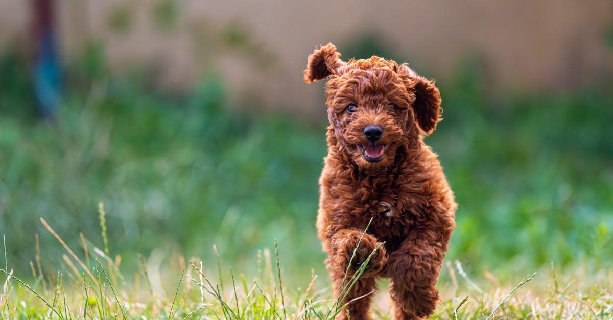découvrez nos conseils et techniques pour la réparation de votre pelouse. apprenez à revitaliser votre gazon avec des méthodes simples et efficaces pour obtenir un jardin sain et verdoyant.