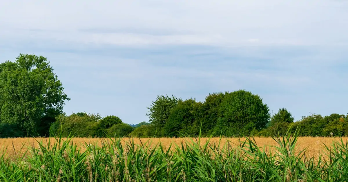 découvrez les techniques de culture du lemongrass, une plante aromatique prisée pour ses saveurs uniques et ses nombreux bienfaits. apprenez à cultiver cette herbe dans votre jardin ou sur votre balcon, et profitez de ses arômes frais dans vos plats et infusions.
