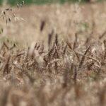 Tout ce qu'il faut savoir sur la culture de la citronnelle découvrez les secrets de la culture du citronnelle ! apprenez les techniques de plantation, d'entretien et de récolte pour profiter pleinement des bienfaits de cette plante aromatique. idéale pour agrémenter vos plats et vos infusions, la citronnelle est un atout pour votre jardin.