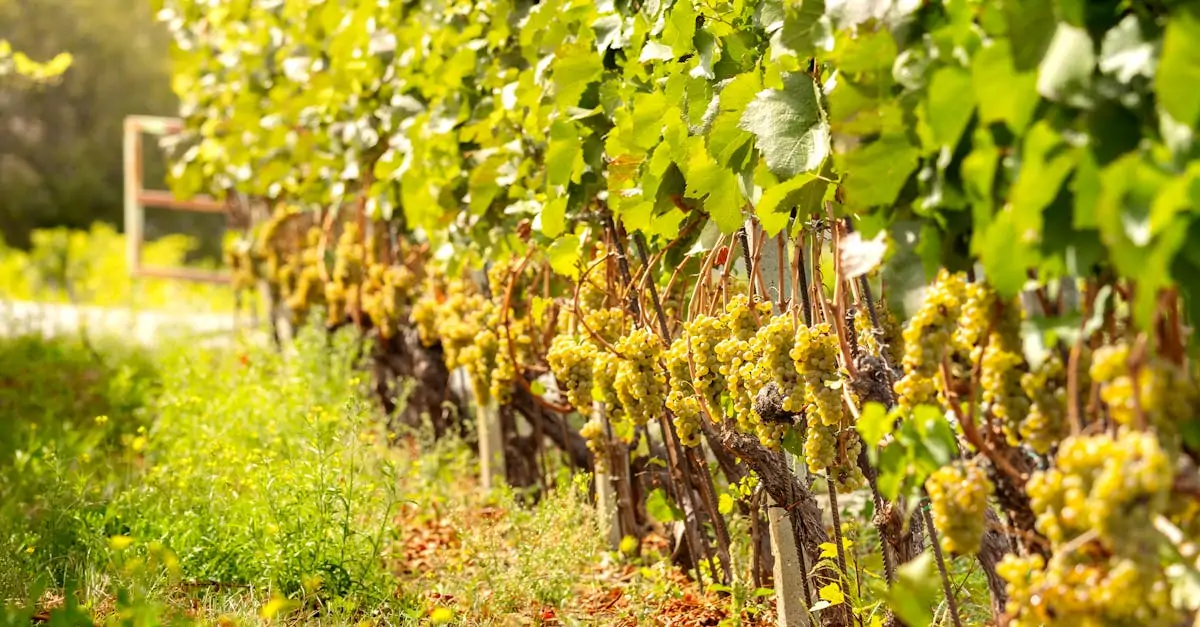 découvrez les meilleures pratiques pour la culture de la citronnelle, une plante aromatique aux multiples bienfaits. apprenez à planter, entretenir et récolter cette herbe tropicale pour enrichir vos plats et infusions.
