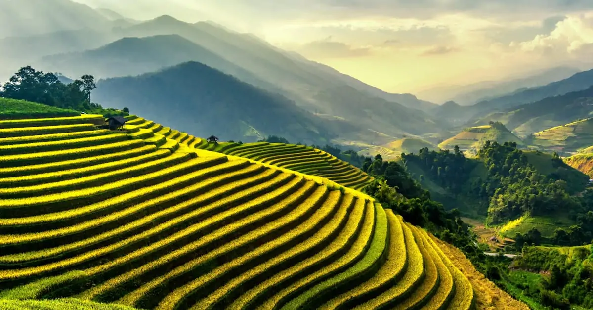 découvrez les techniques et conseils essentiels pour la culture du citronnelle. apprenez à cultiver cette plante aromatique en pot ou dans votre jardin, tout en maximisant sa croissance et sa saveur.