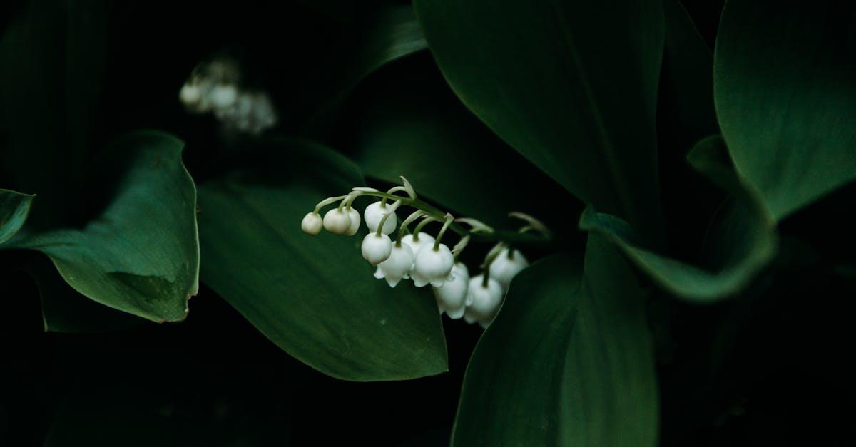 découvrez l'univers délicat du muguet, une fleur emblématique du printemps. apprenez-en davantage sur ses traditions, ses symboles de chance et ses caractéristiques botaniques dans notre article dédié au muguet.