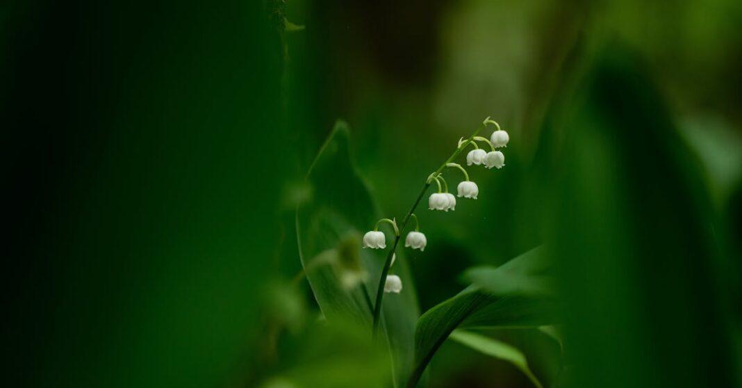 découvrez la magie du muguet, symbole de pureté et de chance. explorez ses origines, ses vertus en parfumerie et son rôle dans les traditions, notamment le 1er mai en france.