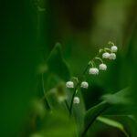 Guide pour replanter le muguet en pot avec succès découvrez la magie du muguet, symbole de pureté et de chance. explorez ses origines, ses vertus en parfumerie et son rôle dans les traditions, notamment le 1er mai en france.