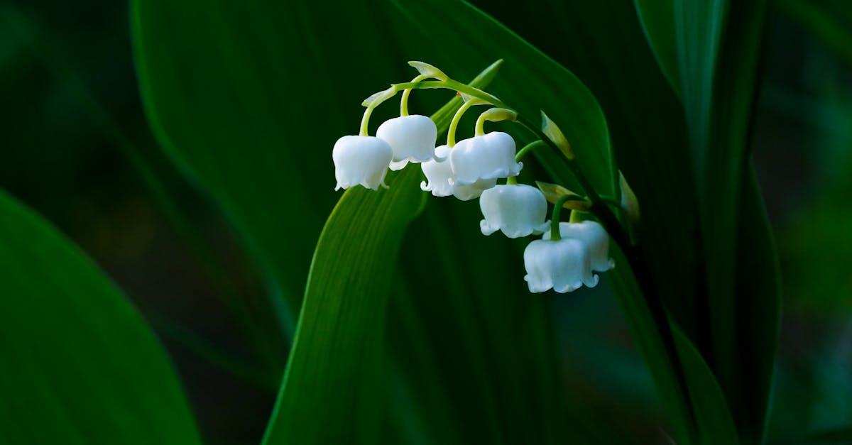 découvrez l'univers du muguet, cette fleur délicate et parfumée, symbole de bonheur et de renouveau. apprenez tout sur son histoire, ses significations et ses soins dans notre guide complet.