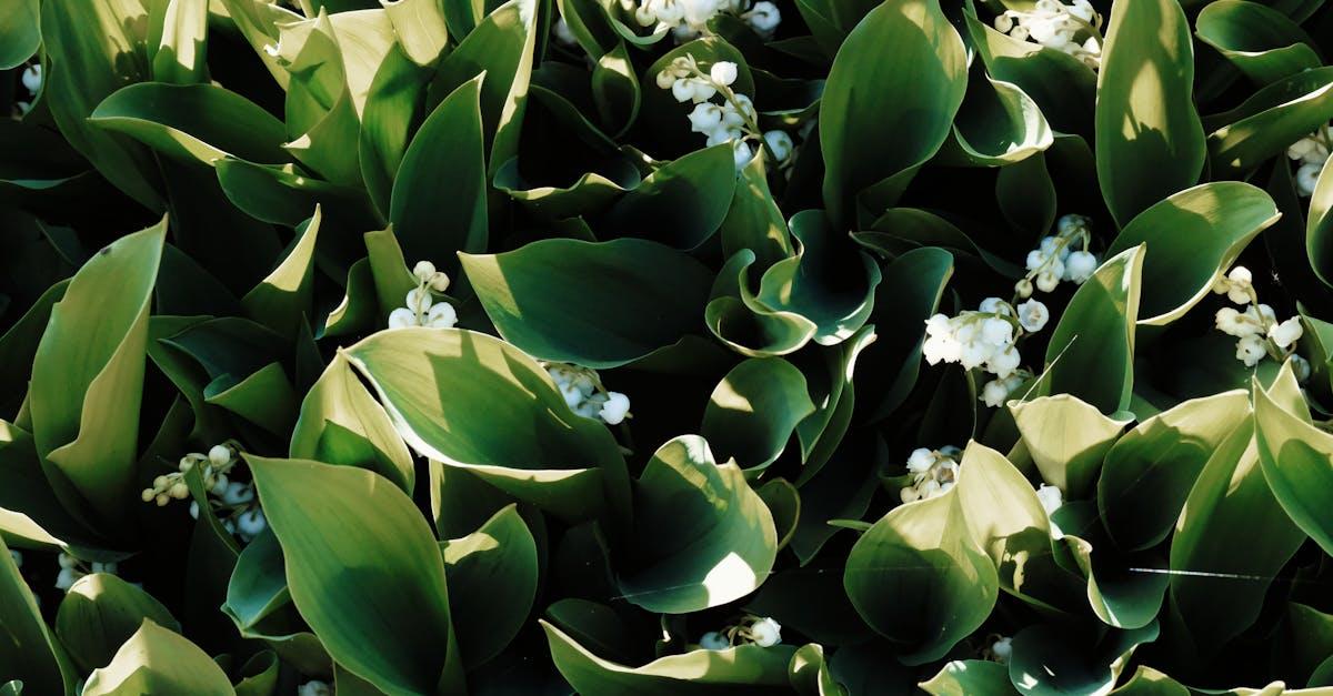 découvrez l'univers délicat du muguet, une fleur symbole de douceur et de renouveau, parfaite pour embellir vos jardins et célébrer le printemps. apprenez tout sur ses caractéristiques, son entretien et son histoire enchantée.