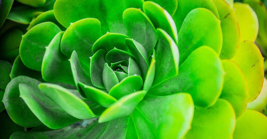 découvrez l'univers du 'living garden', un espace où la nature s'épanouit en harmonie avec votre quotidien. apprenez à créer un jardin vivant, riche en biodiversité, qui stimule vos sens et embellit votre environnement. transformez votre balcons ou jardin en un véritable sanctuaire naturel.