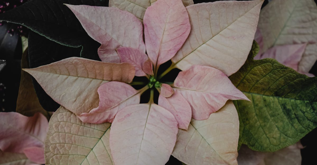 découvrez le jardin vivant : un espace enchanteur où la nature s'épanouit. plantes luxuriantes, fleurs colorées et atmosphère sereine, votre refuge idéal pour se ressourcer et apprécier la beauté de la biodiversité.