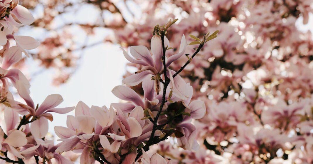 découvrez l'univers enchanteur des magnolias, ces magnifiques fleurs emblématiques, tant par leur beauté que par leur diversité. plongez dans l'art de les cultiver, les entretenir et les apprécier dans nos jardins et paysages.