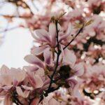 cinq variétés de magnolias idéales pour les petits jardins découvrez l'univers enchanteur des magnolias, ces magnifiques fleurs emblématiques, tant par leur beauté que par leur diversité. plongez dans l'art de les cultiver, les entretenir et les apprécier dans nos jardins et paysages.