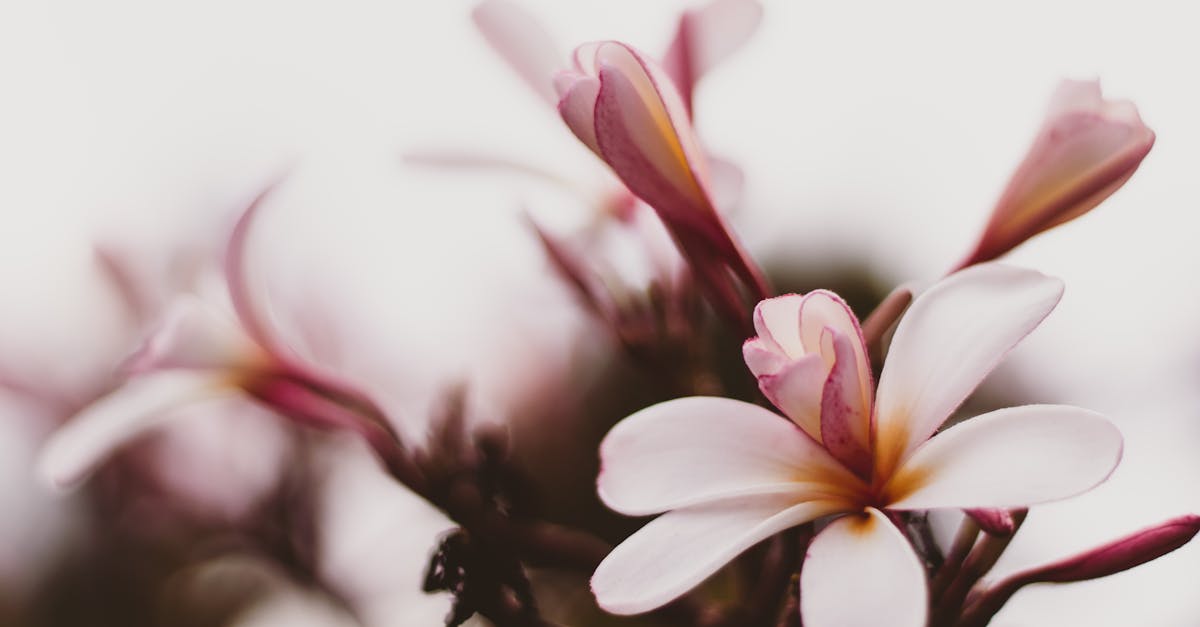 découvrez l'univers enchanteur des magnolias, ces fleurs majestueuses qui illuminent les jardins au printemps. apprenez à les cultiver, admirez leur beauté et laissez-vous séduire par leur parfum envoûtant.
