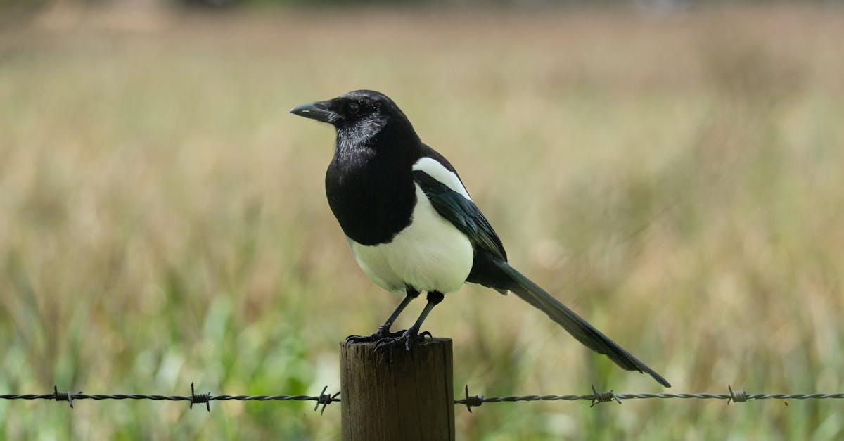 découvrez l'univers fascinant des pies, ces oiseaux intelligents et colorés. apprenez-en plus sur leur comportement, leur habitat et leurs curiosités, et plongez dans la nature grâce à ces créatures captivantes.
