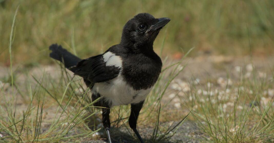 découvrez le monde fascinant des pies, des oiseaux intelligents et sociables, réputés pour leur plumage coloré et leur curiosité. plongez dans leur habitat, habitudes et comportements uniques.