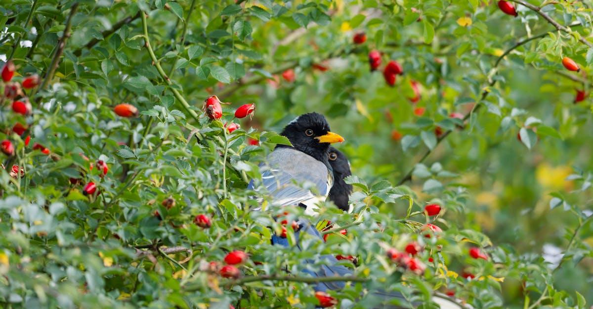 découvrez l'univers fascinant des pies, ces oiseaux intelligents et colorés. apprenez tout sur leur comportement, leur habitat et leur rôle dans l'écosystème. plongez dans le monde des pies, symboles de curiosité et de ruse.