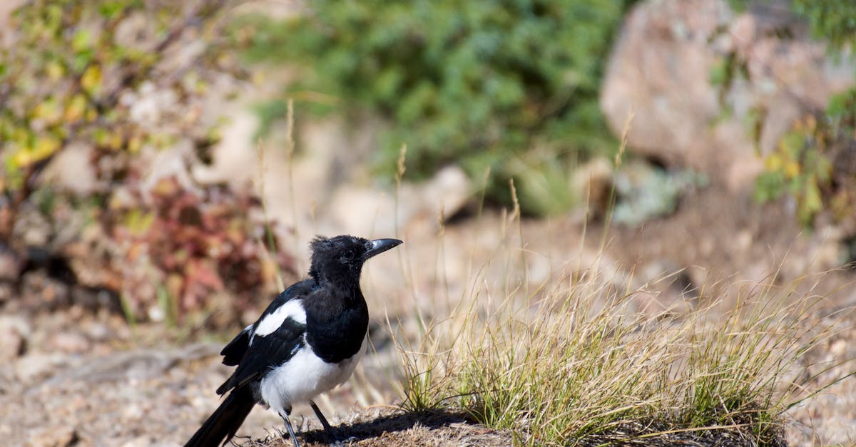 découvrez l'univers fascinant des magpies, ces oiseaux à plumes brillantes et intelligents, célèbres pour leur curiosité et leur habileté à recueillir des objets. apprenez-en plus sur leur habitat, leur comportement et leur place dans la culture populaire.