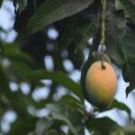 8 Conseils Pour Faire Pousser Un Manguier À La Maison découvrez l'univers fascinant du manguier, un arbre majestueux aux fruits délicieux. apprenez tout sur la culture, les soins et les bienfaits du manguier, ainsi que son importance écologique et culturelle. plongez dans le monde du manguier et savourez ses délices.