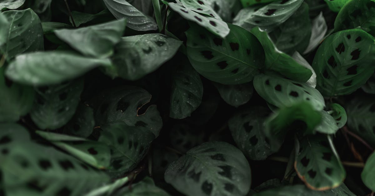 découvrez la maranta, une plante d'intérieur fascinante aux feuilles colorées et motifs uniques. apprenez comment en prendre soin et embellir votre espace avec cette beauté tropicale.