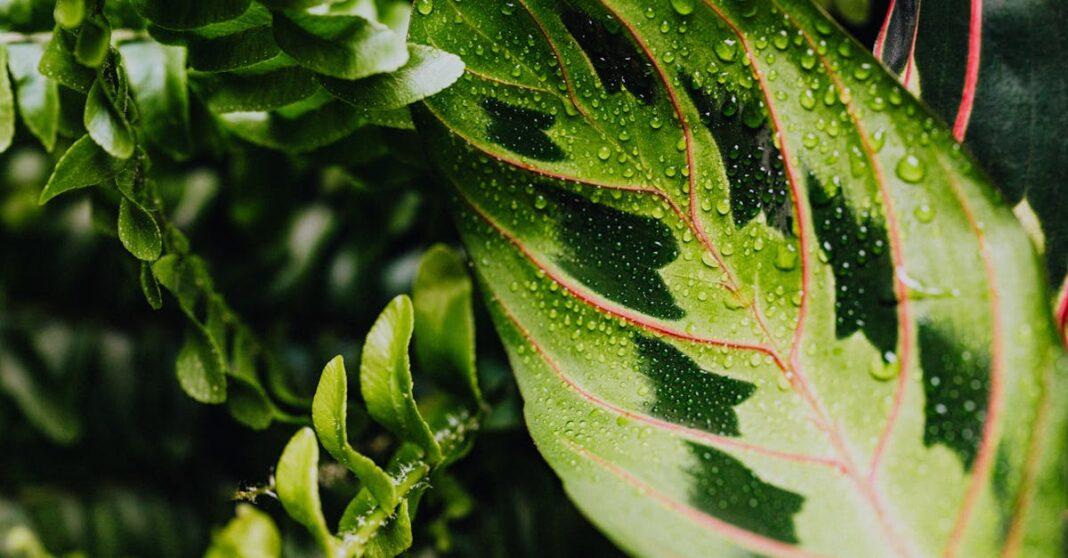 découvrez la maranta, une plante d'intérieur à feuillage décoratif unique, connue pour ses magnifiques motifs et ses capacités d'adaptation. apprenez comment en prendre soin et embellir votre espace avec cette variété captivante.
