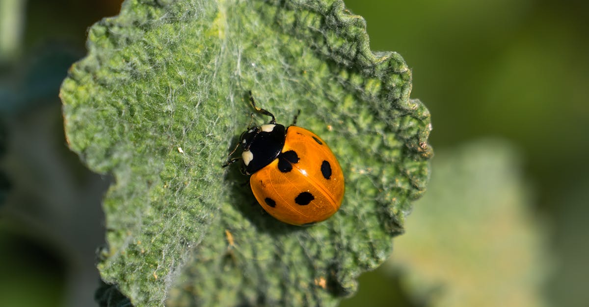 découvrez la medinilla magnifica, une plante tropicale spectaculaire aux feuilles luxuriantes et aux fleurs délicates. apprenez à l'entretenir et à profiter de sa beauté unique dans votre intérieur.