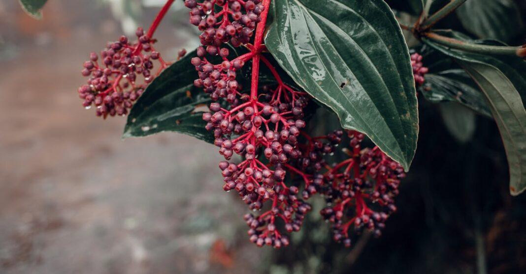 découvrez la medinilla magnifica, une plante d'intérieur fascinante aux fleurs majestueuses et au feuillage luxuriant. idéale pour égayer votre espace avec une touche d'exotisme, elle demande peu d'entretien et apportera de la couleur à votre maison.