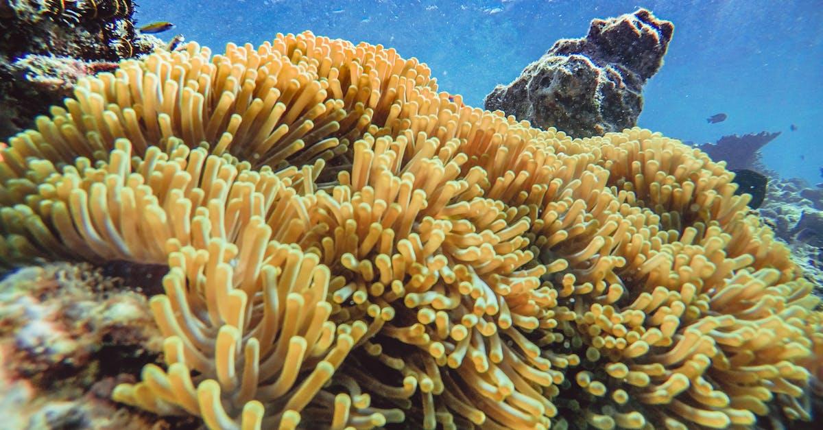 découvrez la medinilla magnifica, une plante exceptionnelle aux fleurs spectaculaires et aux feuilles luxuriantes. idéale pour ajouter une touche d'exotisme à votre intérieur, elle est facile à entretenir et apportera une ambiance tropicale à votre maison.