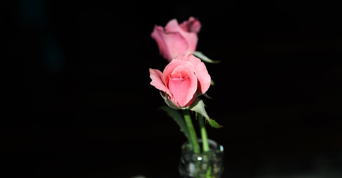 découvrez l'élégance et la délicatesse des mini roses, des fleurs idéales pour embellir votre intérieur ou offrir en cadeau. parfaites pour toutes les occasions, ces charmantes petites roses apporteront couleur et fraîcheur à votre décoration.