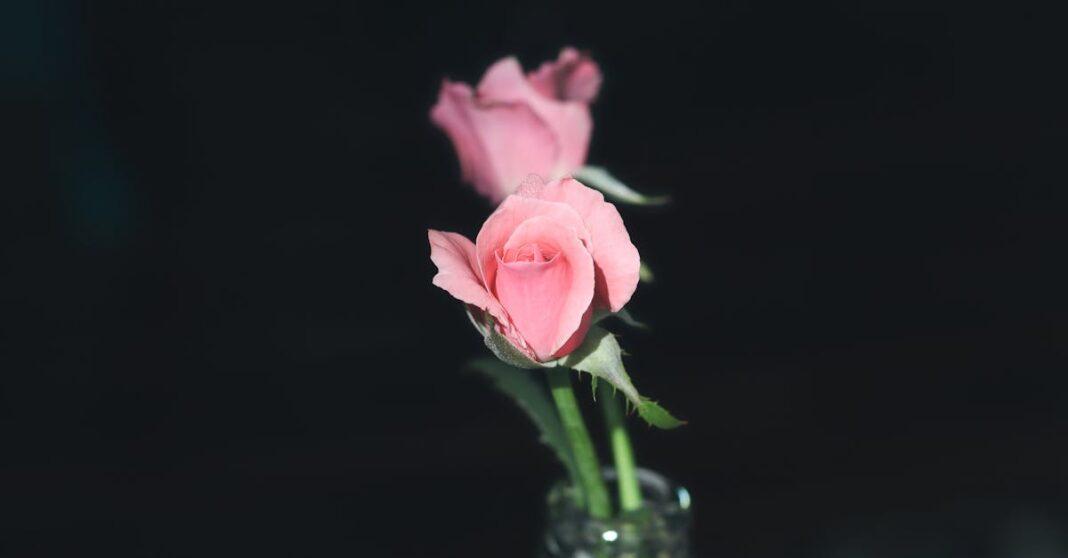 découvrez la beauté intemporelle des mini roses, petites fleurs délicates idéales pour embellir vos espaces intérieurs et extérieurs. parfaites pour les cadeaux, elles ajouteront une touche de charme à chaque occasion.