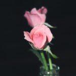 Rosier nain : astuces pour préserver sa vitalité après la fête des mères découvrez la beauté intemporelle des mini roses, petites fleurs délicates idéales pour embellir vos espaces intérieurs et extérieurs. parfaites pour les cadeaux, elles ajouteront une touche de charme à chaque occasion.