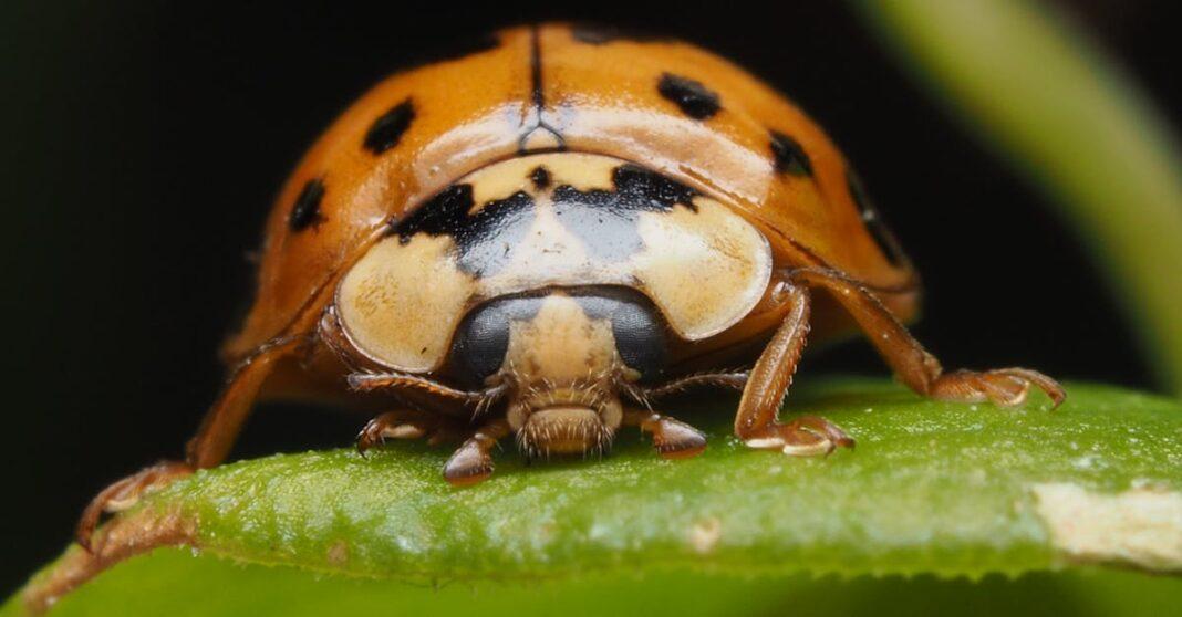 découvrez l'univers enchanteur des jardins miniatures ! inspirez-vous de nos astuces pour créer un décor féérique dans votre espace. cultivez votre créativité avec des plantes, accessoires et designs uniques pour un jardin miniature à couper le souffle.