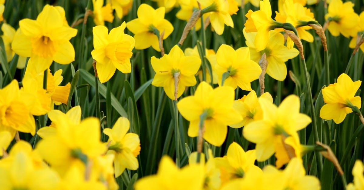 découvrez le monde fascinant des narcisses, ces fleurs printanières aux couleurs éclatantes et aux arômes délicats. apprenez leurs origines, variétés et astuces de culture pour embellir votre jardin.