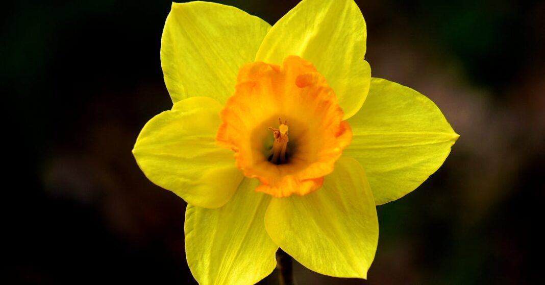 découvrez le monde fascinant du narcisse, une fleur emblématique de beauté et de symbolisme. apprenez tout sur ses variétés, ses caractéristiques et son entretien pour embellir vos jardins et vos espaces intérieurs.