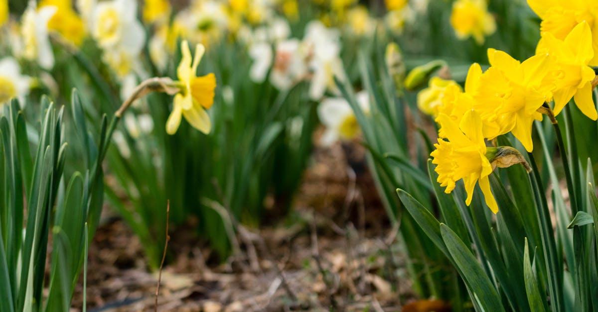 découvrez le monde fascinant des narcisses, ces fleurs emblématiques du printemps. apprenez à les cultiver, leurs variétés, et leurs significations symboliques dans notre guide complet.