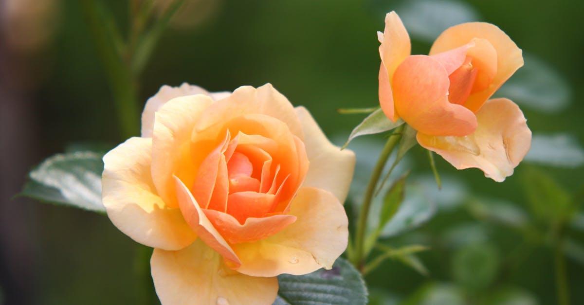 découvrez la beauté et la diversité de la nature à travers ses paysages époustouflants, sa faune fascinante et sa flore riche. explorez nos articles pour en apprendre plus sur la préservation de l'environnement et les merveilles naturelles qui nous entourent.