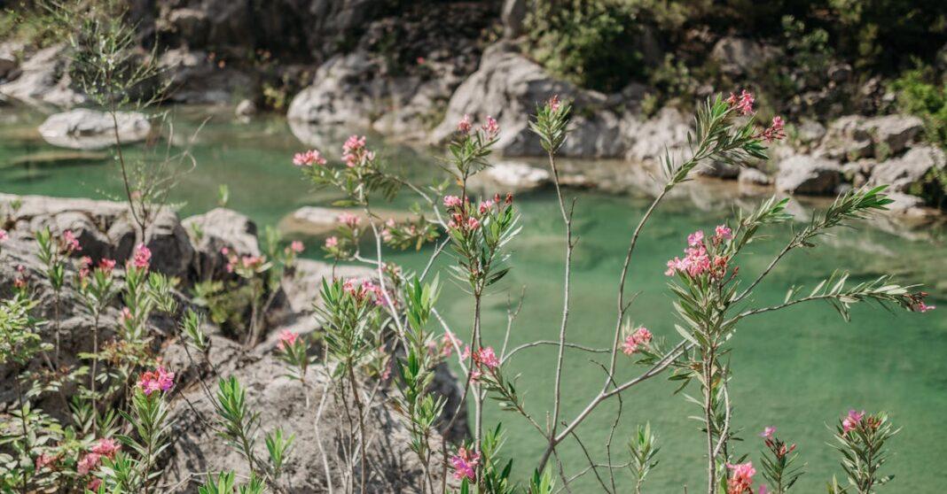 découvrez tout sur l'oleander, une plante ornementale magnifique mais toxique, parfaite pour embellir vos jardins. apprenez ses caractéristiques, ses soins, et les précautions à prendre pour apprécier sa beauté tout en garantissant la sécurité de votre entourage.