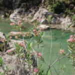 découvrez tout sur l'oleander, une plante ornementale magnifique mais toxique, parfaite pour embellir vos jardins. apprenez ses caractéristiques, ses soins, et les précautions à prendre pour apprécier sa beauté tout en garantissant la sécurité de votre entourage.