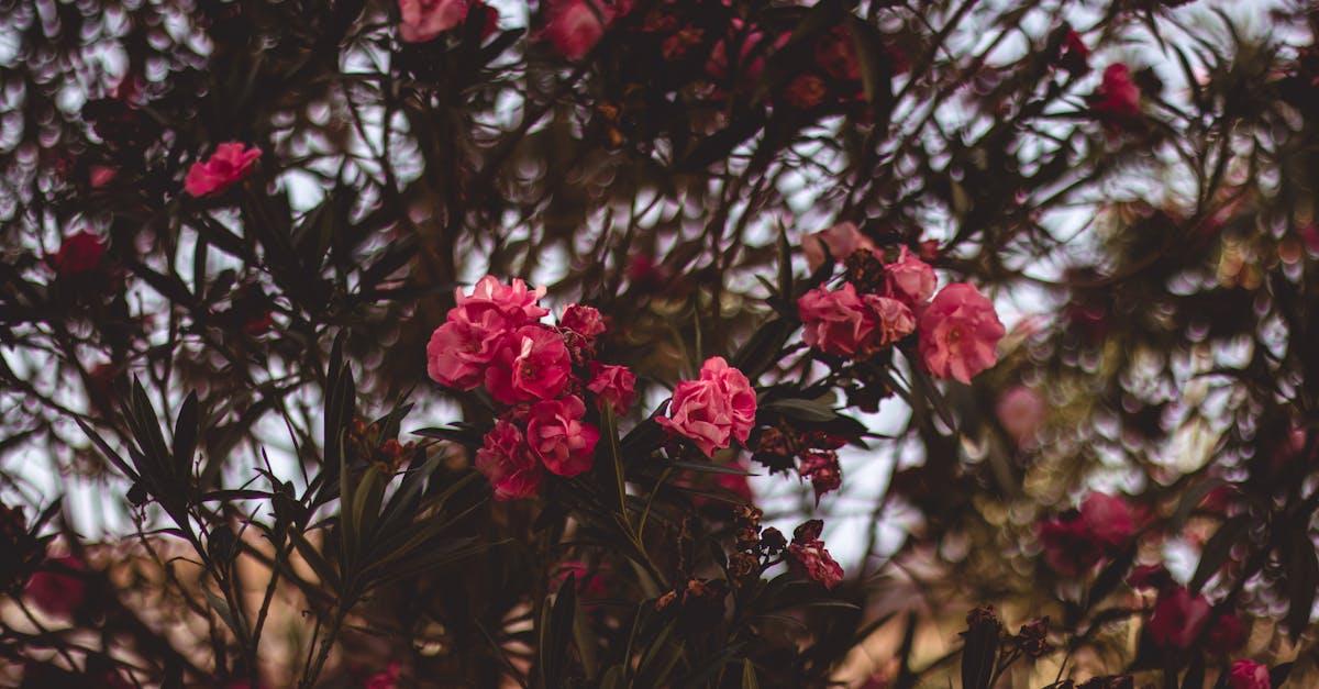 découvrez tout sur l'oleandre, une plante ornementale réputée pour ses belles fleurs et sa résistance. apprenez à l'entretenir et à l'utiliser dans votre jardin grâce à nos conseils d'experts.